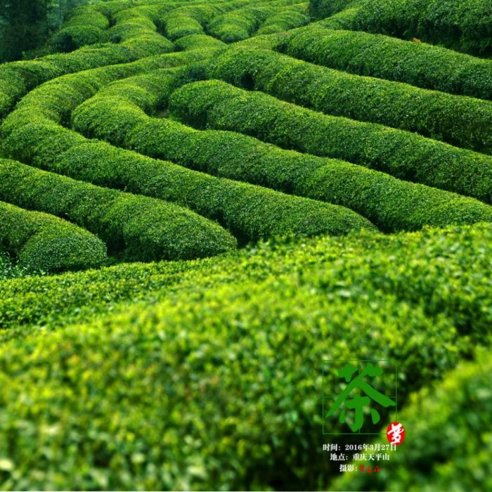 茶經第一章關于茶的起源講解 m.szwsmoon.cn